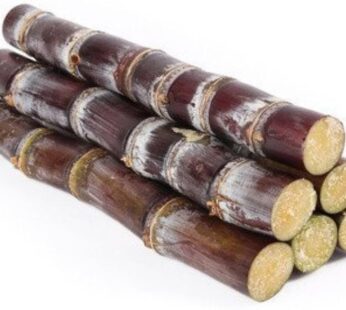 Sugar Cane
