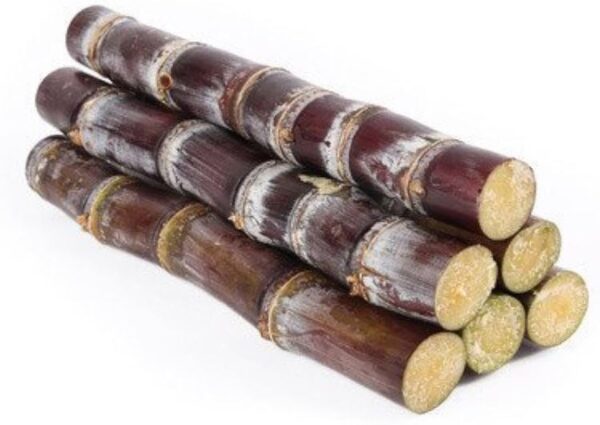 Sugar Cane